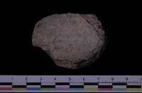 藏品(馬鞍障泥蛤)的圖片